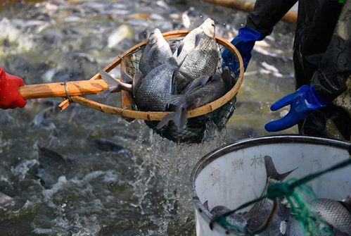 禽类水产销售难 1天损失近3亿,罗非鱼 对虾 小龙虾压塘严重