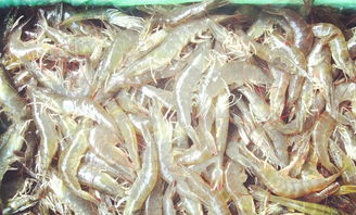 农丰虾王南美白对虾养殖 技术要点掌握好这五点
