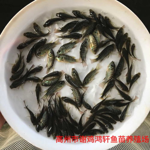 广东韶关星子鱼广东阳江亲亲鱼洗脚鱼 2020年05月27日 罗非鱼价格信息 水产养殖网