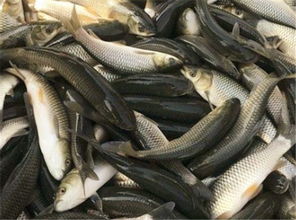 食用鱼草鱼是什么鱼 和鲤鱼的四大区别