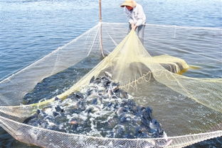 广东湛江海水罗非鱼刺身走俏珠三角 肉质媲美三文鱼
